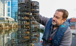 Le responsable de la conservation marine de Ulster Wildlife, David Smyth, tient une cage à huîtres dans le port de Belfast, le 28 novembre 2023