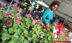 4ème édition du Festi-Plantes au Parc du Colosse à Saint-André (photo: Thomas Vitry)