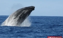 Dimanche 6 septembre 2009

Baleines au large de Saint-Gilles