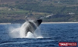 Dimanche 6 septembre 2009

Baleines au large de Saint-Gilles