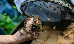 Yip Ki-hok, recupère des abeilles sauvages et un rayon de cire dans les environs de Hong Kong le 14 février 2019