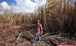 Coupe dans un champ de cannes
