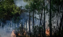 Incendie de forêt à Le Tuzan, le 27 juillet 2020 en Gironde