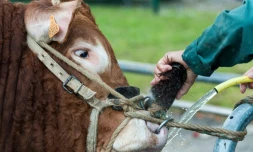 Un fermier nettoie le nez d'un taureau avant une compétition au Sommet de l'élevage à Cournon-d'Auvergne, en France, le 4 octobre 2017