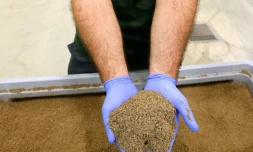 Un employé montre une farine produite à partir de larves de mouches-soldats noires (hermetia illucens) à l'usine de la société Agronutris, le 15 juin 2023 à Rethel, dans les Ardennes