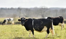 Fine, vache Bretonne Pie Noir, ambassadrice de la 54è édition du salon, à Plesse (ouest) le 14 février 2017