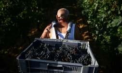 Un porteur au milieu des rangs de vigne au chùteau de Sours à Saint-Quentin-de-Baron, en Gironde, le 22 août 2023