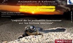 Préserver les tortues de la pollution lumineuse