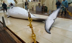 Photographie non datée d'une baleine de Minke sur le pont d'un navire dans l'océan Antarctique, fournie par l'Institut de recherche sur les cétacés le 18 novembre 2014