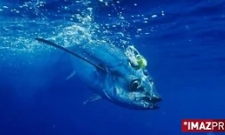 Photo : Richard Hermann/wwwosfimages.com