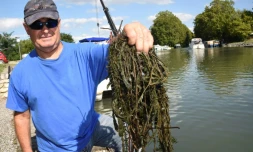"Les filaments de l'Egeria peuvent atteindre trois à quatre mètres", gémit Jean-Pierre Szpala, qui gère une halte nautique et de location de bateaux à Fourques-sur-Garonne (Lot-et-Garonne)