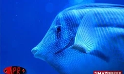 La ciguatera était dans la carangue