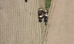 Coupe mécanisée de la canne à sucre