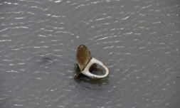Une cuvette de toilettes émerge des eaux du canal Saint Martin, le 7 janvier 2016 à Paris