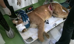 Un puma blessé dans un piège est soigné par des vétérinaires et des biologistes de l'association Mata Ciliar, une organisation pour la conservation de la biodiversité, à Jundiai, dans l'etat de Sao Paulo, au Brésil, le 29 mai 2025