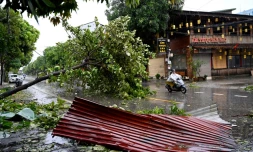 Un arbre abattu par le passage du typhon Kajiki  à Vinh, dans la province de Nghe An, le 26 août 2025 au Vietnam