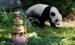 Le bébé panda Yuan Meng, un an, découvre son gâteau d'anniversaire dans son enclos du zoo de Beauval, le 4 août 2018 à Saint-Aignan-du-Cher