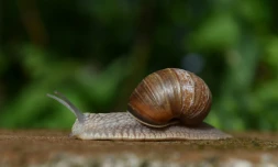 Escargots, moules d'eau douce, limaces... Pour la première fois, l'Union internationale pour la conservation de la nature (UICN) dresse un état des lieux des mollusques continentaux en France métropolitaine