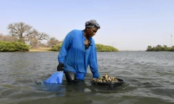 L'ostréicultrice Bintou Sonko de l'Association Diamagune récolte des hußtres à Joal-Fadiouth, au Sénagal, le 22 mars 2022