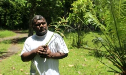 Le chef coutumier Bill Tavue tient une feuille de namele, le 1er février 2026 dans son village de Matantas, dans la zone protégée de Vatthe, sur l'île d'Espiritu Santo, au Vanuatu