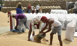 Remplissant des sacs de blé à Jandiala, dans la banlieue d'Amritsar, en Inde, le 17 avril 2022