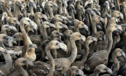 Des poussins flamants roses dans un étang des salins d'Aigues-Mortes, le 8 août 2018 dans le Gard