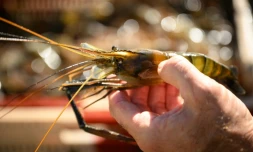 Une gambas tropicale dans une ferme aquacole, le 26 septembre 2023 Ă Idrac-Respailles, dans le Gers