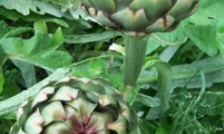 Photo : http://www.visoflora.com/photos