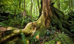 Forêt de Mare Longue -  Photo Florent Borderie