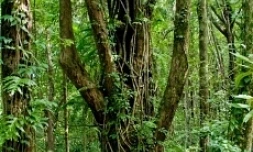 Forêt de Mare Longue -  Photo Florent Borderie