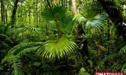 Forêt de Mare Longue -  Photo Florent Borderie