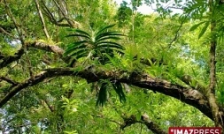 ForĂŞt de Mare Longue - Photo Florent Borderie