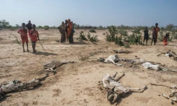 Des cadavres desséchés de moutons à Hargududo, le 7 avril 2022 en Ethiopie