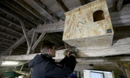 Installation d'un nichoir à chouette effraie dans une grange de la ferme de la Dixmerie, à Triaize, le 27 février 2025 en Vendée