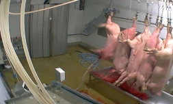 Images de cochons suspendus dans l'abattoir municipal d'Alès prises par l'association L214, le 14 octobre 2015