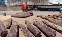 Chargement de bois de rose au port de Tamatave (Madagascar)

Photo Pierre Yves Babelon