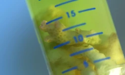 Morceaux de coraux dans un tube au Genoscope d'Evry, prĂšs de Paris le 9 novembre 2017