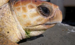Capturée accidentellement, Josette, la tortue caouanne, est relâchée le 11 décembre 2009 (Photo Kélonia)