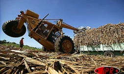 Planteurs : 1,7 million d'euros d'aide