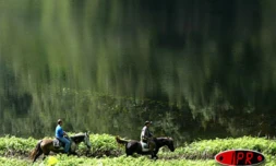 Il faut "pucer" les chevaux