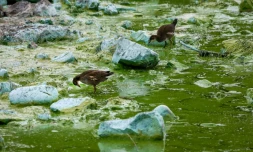 Le Lough Neagh, couvert d'algues bleu-vert en Irlande du Nord, le 22 août 2025