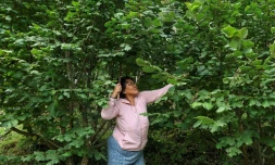 Pema Dema, une agricultrice bhoutanaise de 59 ans, récolte des noisettes sur sa propriété, le 29 août 2026 à Thimphou