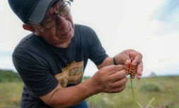 RubĂ©n DarĂo Carianil examine une fleur d'Inirida, dans le dĂ©partement de GuainĂa, en Colombie, le 7 aoĂ»t 2024