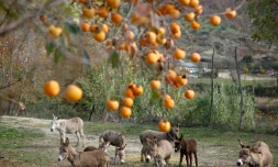 Anes et mulets dans une ferme laitiÚre à Papër (sud de l'Albanie), le 24 novembre 2020