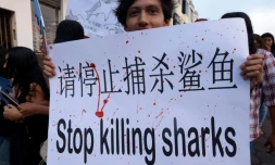 Des habitants de l'île de Santa Cruz aux Galapagos manifestent le 14 août 2017 pour s'opposer à la pêche aux requins pratiquée par des navires chinois