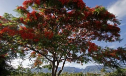 Flamboyant