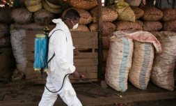 Un employé municipal désinfecte un marché d'Antananarivo le 10 octobre 2017 pour lutter contre la peste qui a déjà fait 74 morts à Madagascar.
