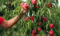 Dans un verger de nectarines biologiques, à Saint-Genis des Fontaines, le 21 juillet 2017