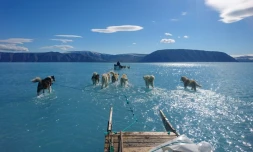 Photo prise le 13 juin 2019 par Steffen Olsen de l'Institut danois de météorologie (DMI) montrant des chiens de traîneau  sur la glace fondue de la banquise dans le nord-ouest du Groenland