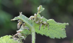 Vigne marronne envahie de tenthrèdes (Photo : DR)